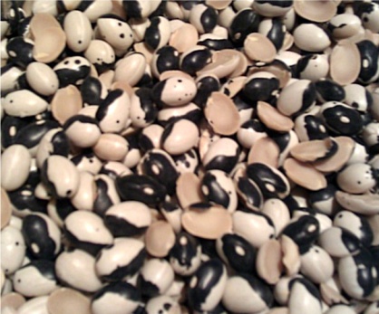 Orca or Black Calypso or Yin Yang Beans