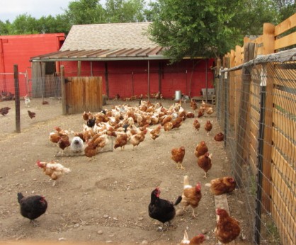 Chickens at Two Bear Farms