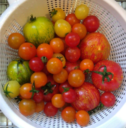 Heirloom and Cherry Tomatoes