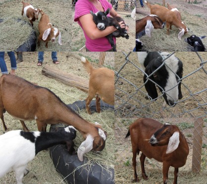 The same six goats in several pictures. Because I think goats are adorable!