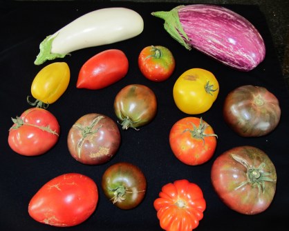 Heirloom Tomatoes and Eggplant from Far Out Gardens